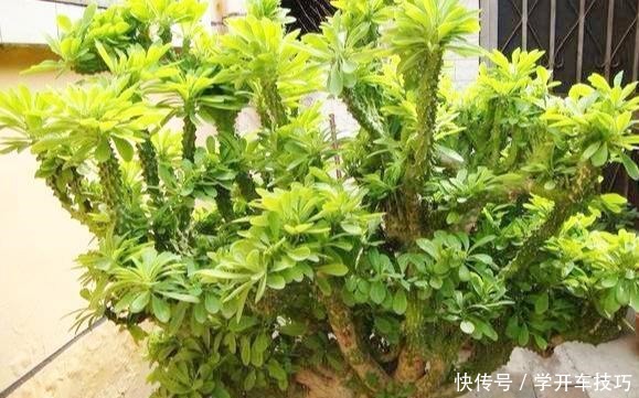 镇宅盆栽“玉麒麟”,做好4点长的旺又快,威武霸气“传家宝”!