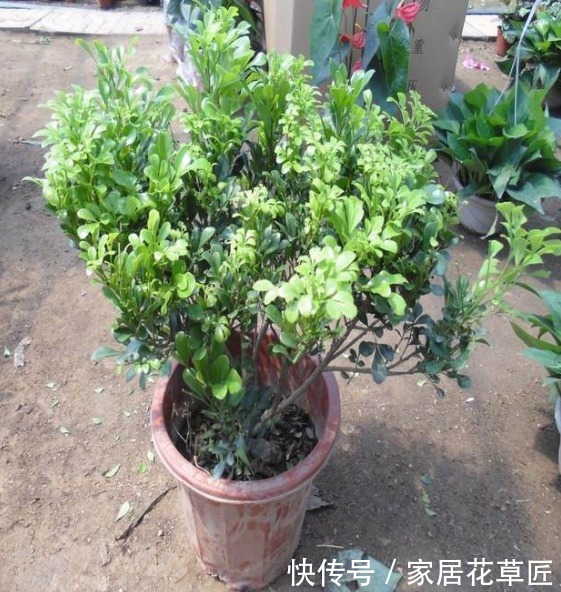 叶子|米兰叶片发黄怎么办？快查查基本的养护条件，不久就能恢复