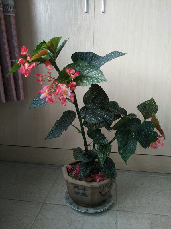 喜欢玫瑰,不妨养“珍稀名品”宠爱小姐,金蕊红衣,香气甜润!