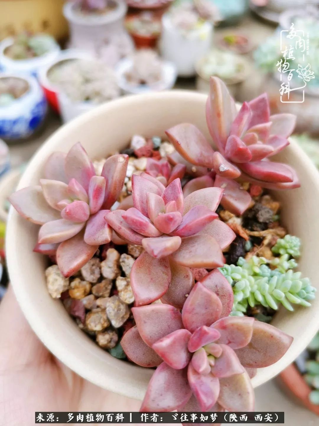 愿你付出甘之如饴，愿你所得归于欢喜！