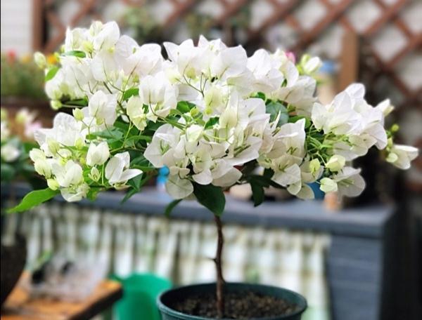 人家养三角梅，只见花不见叶，为何我养得枝繁叶茂却就是不开花