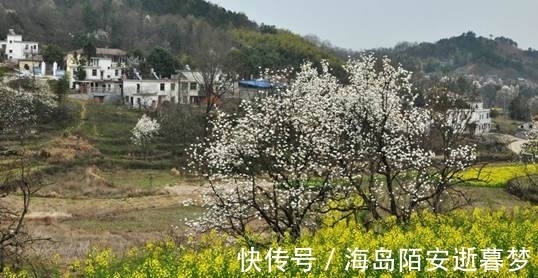 树种|来年春天赏花有去处，这个村子，这座山头，望不尽的“木笔花”