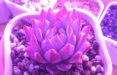 冬季给多肉补光的方式有哪些？建议露养为佳，无条件露养则使用补光灯
