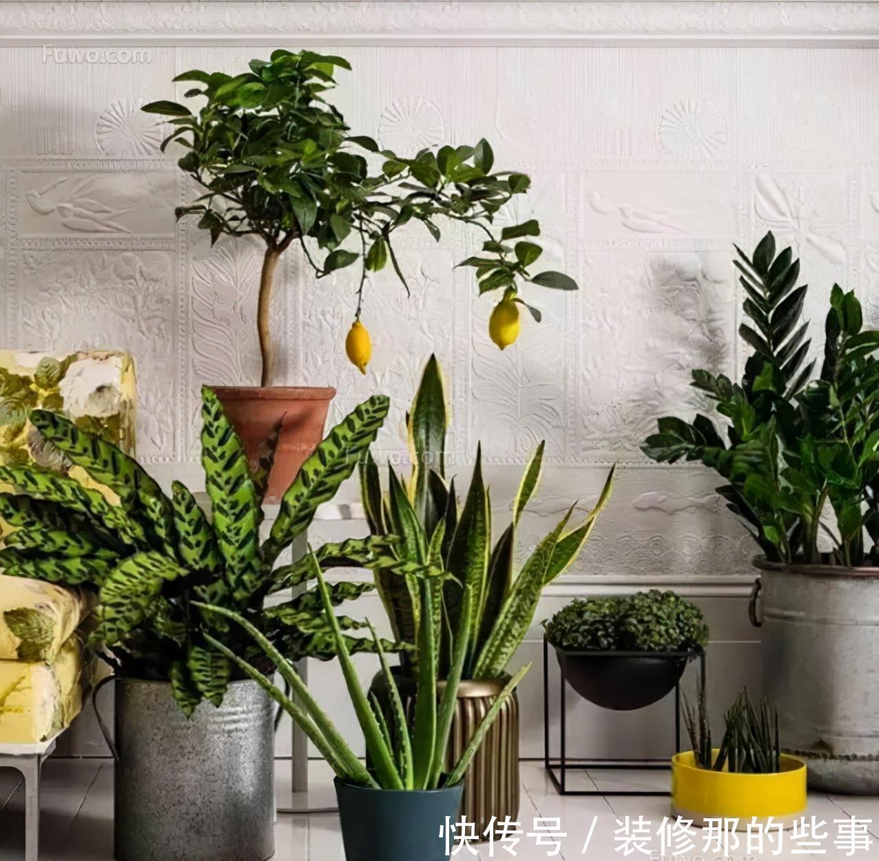 吉祥|适合家里养的“健康花”,干净健康,还吉祥,格调高雅有品味