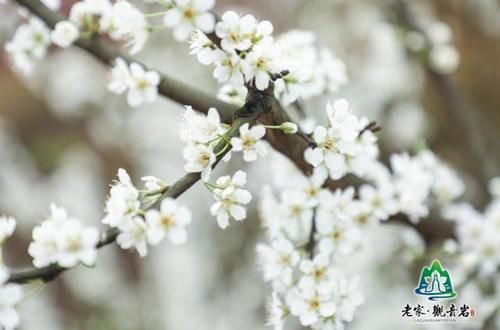 大足观音岩李花节2月28日开幕