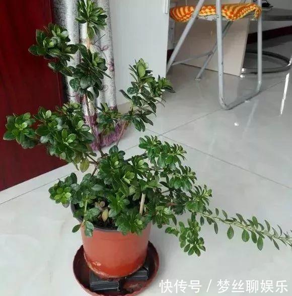 君子兰|老花农1句话,茶花养的花大叶绿,比看书还长知识!