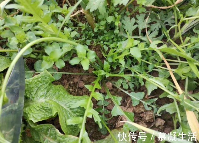 吃法|68种野菜图片，教你认识不同的野菜和吃法，你想要的野菜这里都有