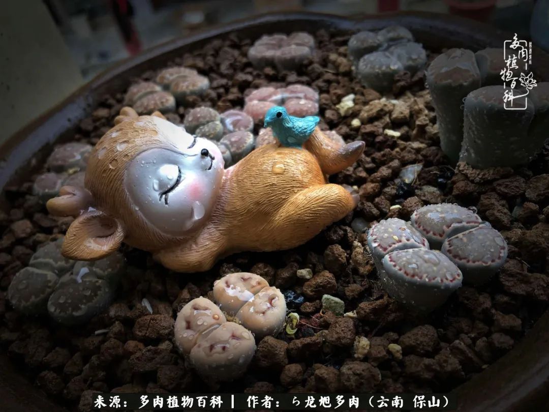 多肉植物|遇见多肉,遇见不一样的你,一养就是10几年!
