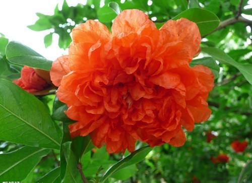 家养一盆石榴花,观花又观果,吸走“含铅毒气”,红红火火家兴旺