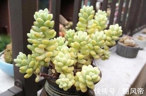 多肉天使之泪天生长的高,可别当徒长处理,养成直立桩偷着乐吧