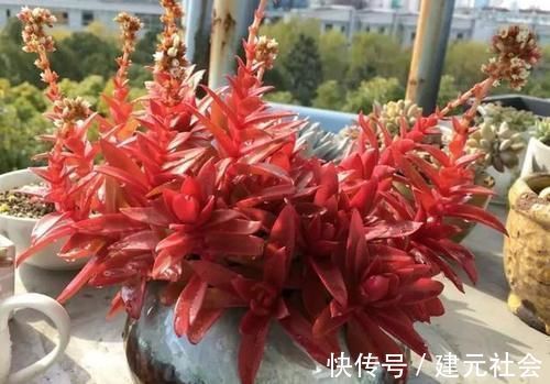 温差|多肉火祭叶片变绿是什么原因?为什么我的火祭一点都不红?