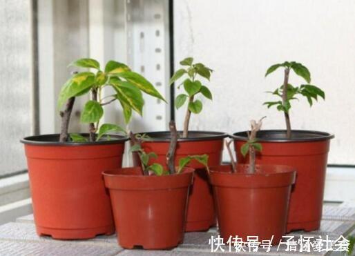 垃圾桶中容易“捡到”的3种花,1分钱不花,养出几十盆,花开爆盆