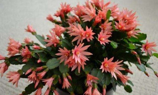 养盆假昙花，花后养护做好一步，新叶“长不停”，花期一到开爆盆