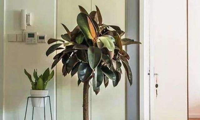 橡皮树还要买肥料?半年埋点“小豆子”,蹭蹭长新叶,又大又亮!