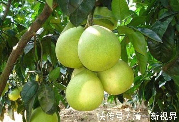 女人|夏天到了,女人要多吃以下三种水果,尤其最后一种,对子宫特别好