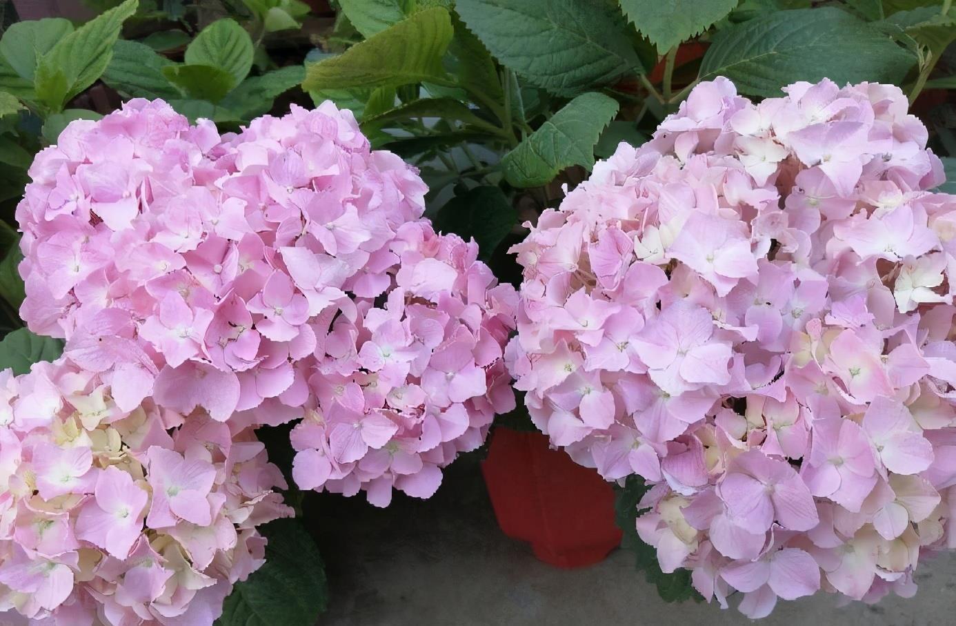 夏季|绣球花凋谢了之后，做好“3步”，来年花球更大，花开爆