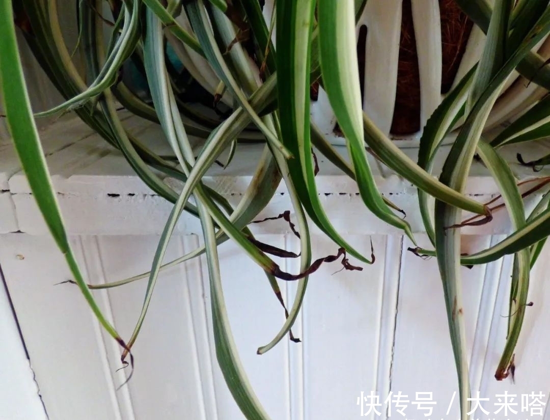 如何正确给室内植物浇水?掌握11个浇水技巧,你也能变园艺高手