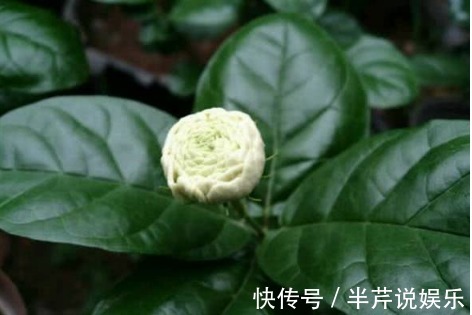 茉莉|邻居养了一株笔尖茉莉,香味蹿进了左邻右舍,太好闻了!