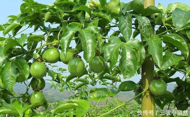 西番莲|西番莲消炎止痛、降脂降压,掌握三点,种出优质高产的西番莲来