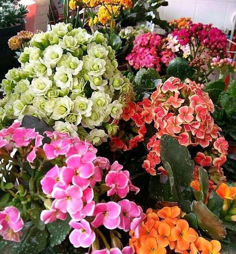 小事|夏季养长寿花,这些“小事”不要停,植株不打蔫,冬季必然开爆盆