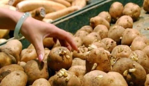 餐桌|含有毒素的五种蔬菜,是餐桌上的“常客”,食用禁忌须了解