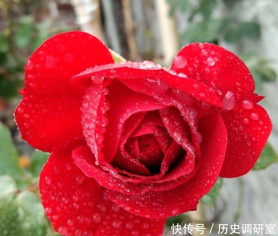 常见|路边绿化带常见的花,居然都是国花,长知识了!