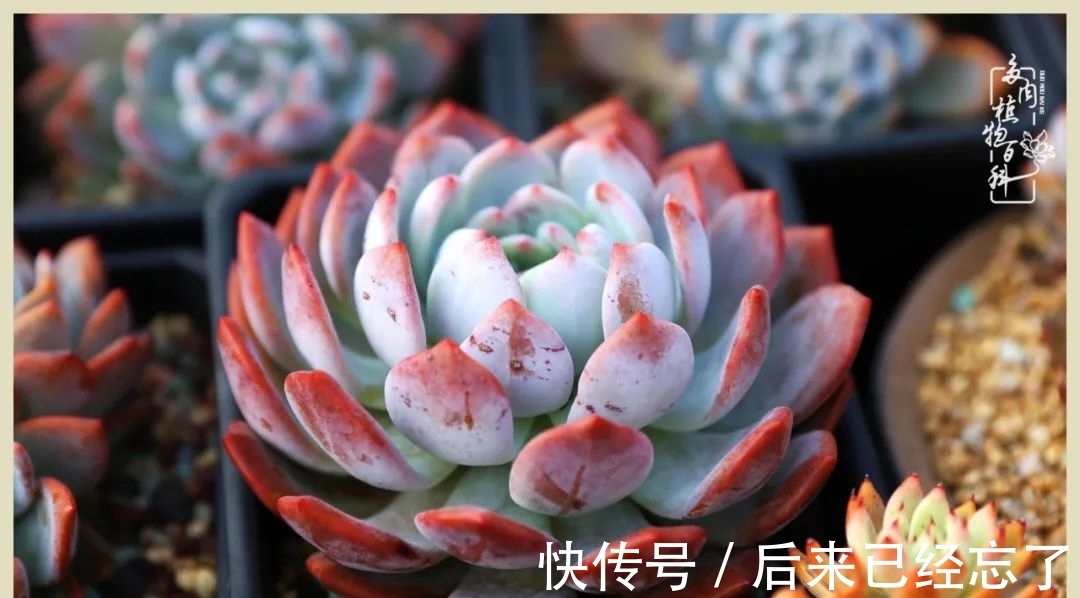 冬天来了,你的多肉让你着迷了吗?