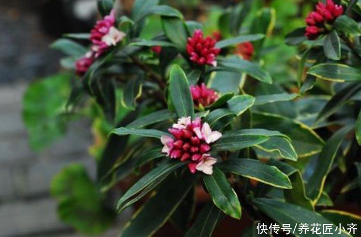 养金边瑞香,要重视5个“问题”,做好了花开满盆,叶子油绿