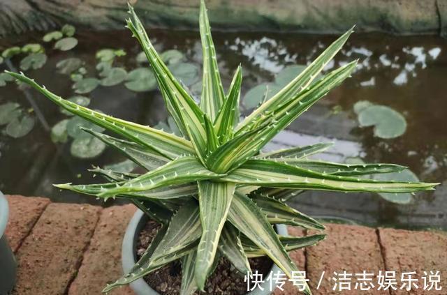 芦荟叶片瘦弱不生长简单做“2步”，叶片肥厚根系壮，侧芽爆盆