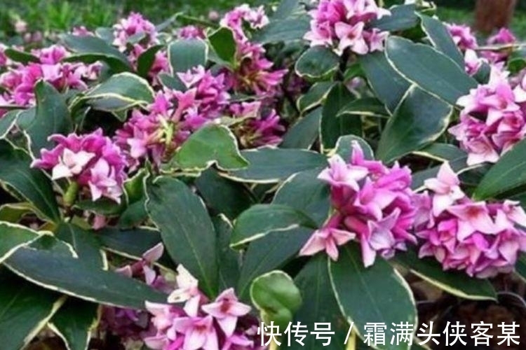 4种“女神花”，婀娜多姿，去除异味，还香飘满屋，心情好！