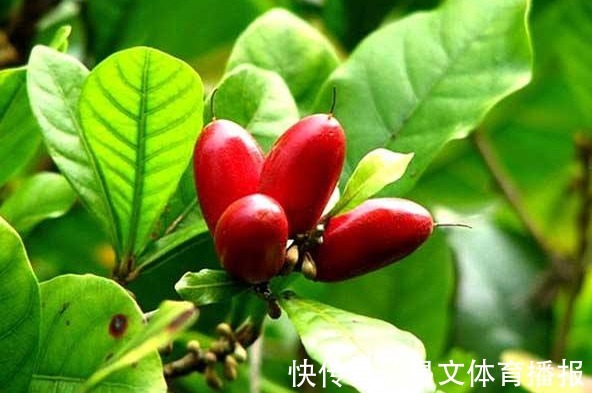 扦插|神秘果美颜瘦身、排毒通便,掌握高产要点,收获吃不完的神秘果