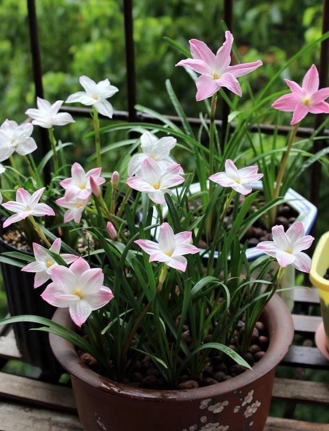开花|让风雨兰“更勤花”,做到2步,半个月能复花,经常赏花