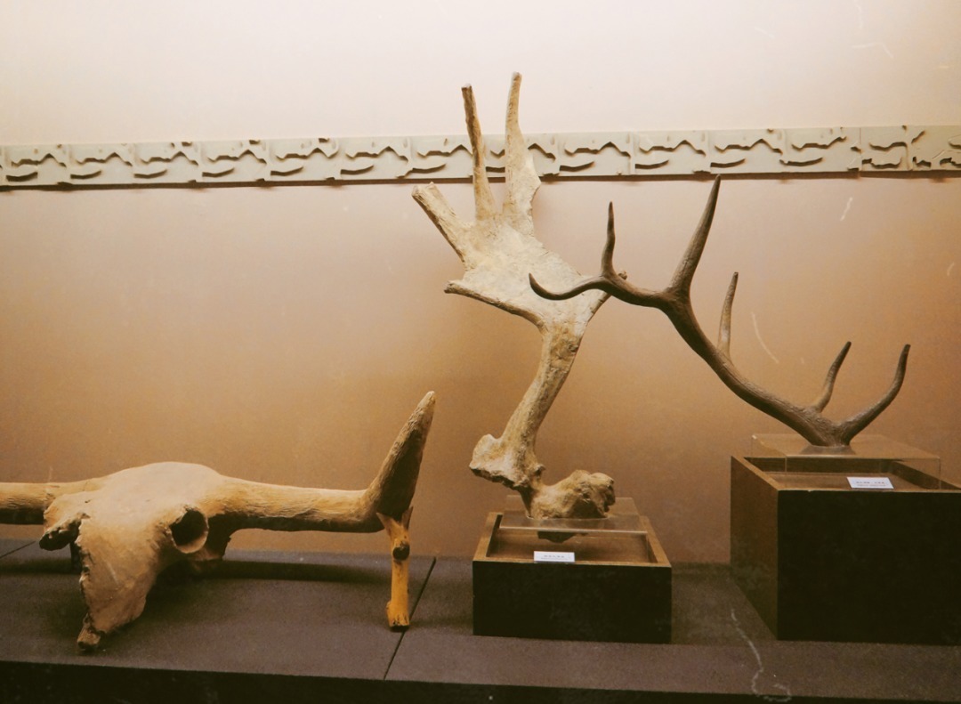 脚踏|一路银川,水洞沟遗址脚踏黄土来,机关四起藏兵洞