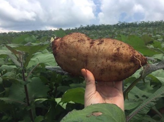 雪莲果|糖尿病“害怕”4种水果,再没钱也要吃,让血糖稳定,远离并发症