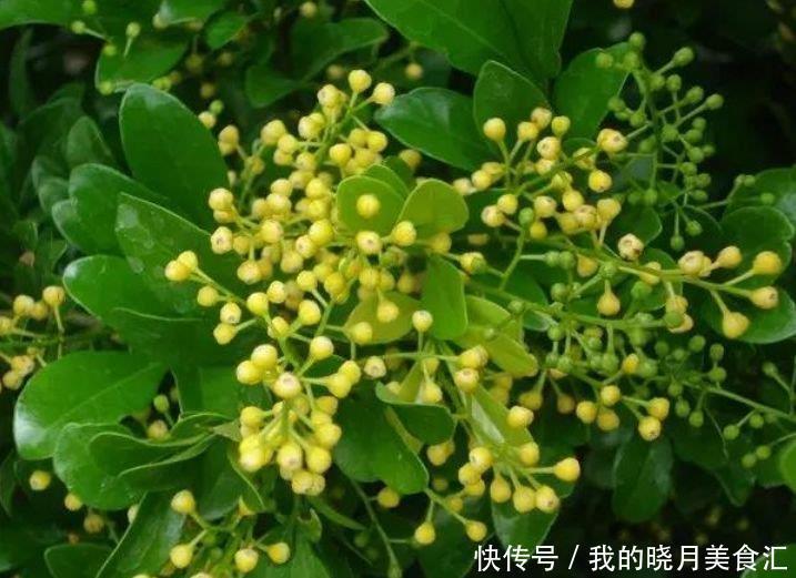 4种漂亮花,好打理,易爆盆,不用费心,就能长的特别好