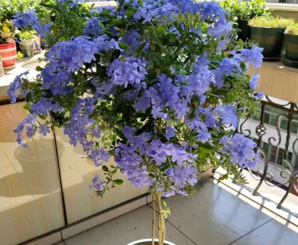 3种漂亮的花,剪个嫩枝就能繁殖,生根速度快