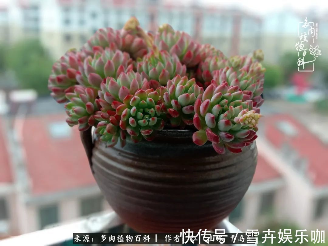 红稚莲|多肉度个夏,回到解放前!曾经有多美,现在就有多丑!