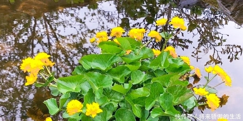 黄花菜|河边一种“黄花菜”,以前当杂草,如今30元1斤别错过