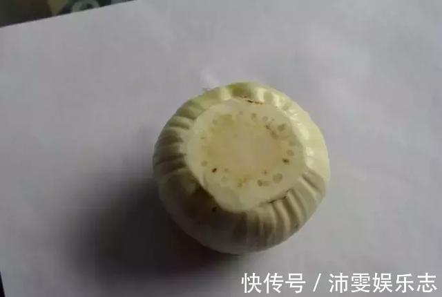 种球|朱顶红“烂了”是好事!切2刀养一个月,变成50株小苗