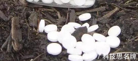 养花别再买多菌灵了,用它来代替,植株生根快,还能省下不少钱