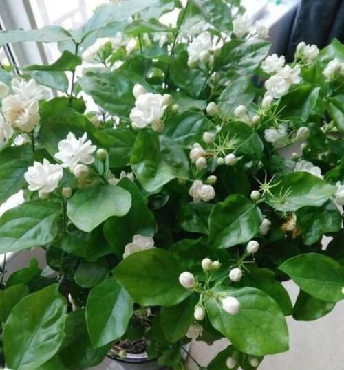 家有庭院就养4种花,花期长,简单易成活,惊艳如花球,美翻了