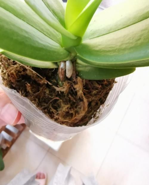 刚买回家的蝴蝶兰,教你几招,就可以轻松根旺、叶绿、开花多