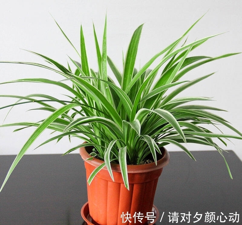 9种养不死的花,绿萝只能排最后,再养不活就剁手吧