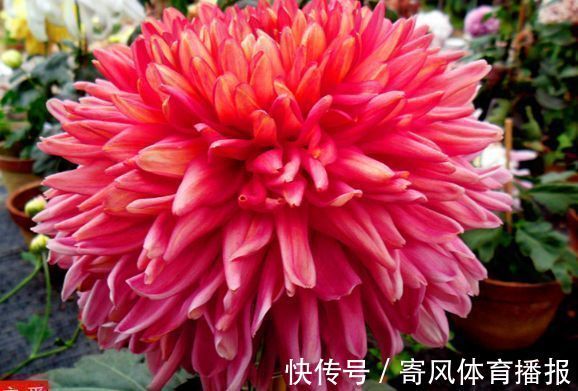 喜欢牡丹,不如养“罕见菊花”灯光荷,红光四溢,群芳争艳!