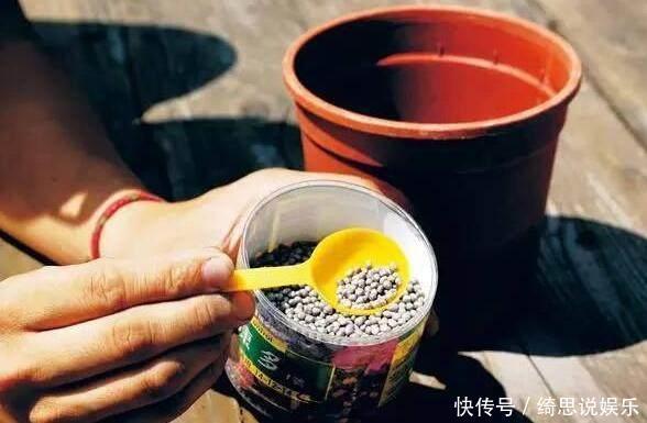养花换盆换一盆死一棵教你一招,换盆依然长势旺盛猛开花!