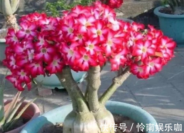 橡皮树|新手就养“4种花”,1个月忘记浇水,照样长得旺,还开出漂亮的花