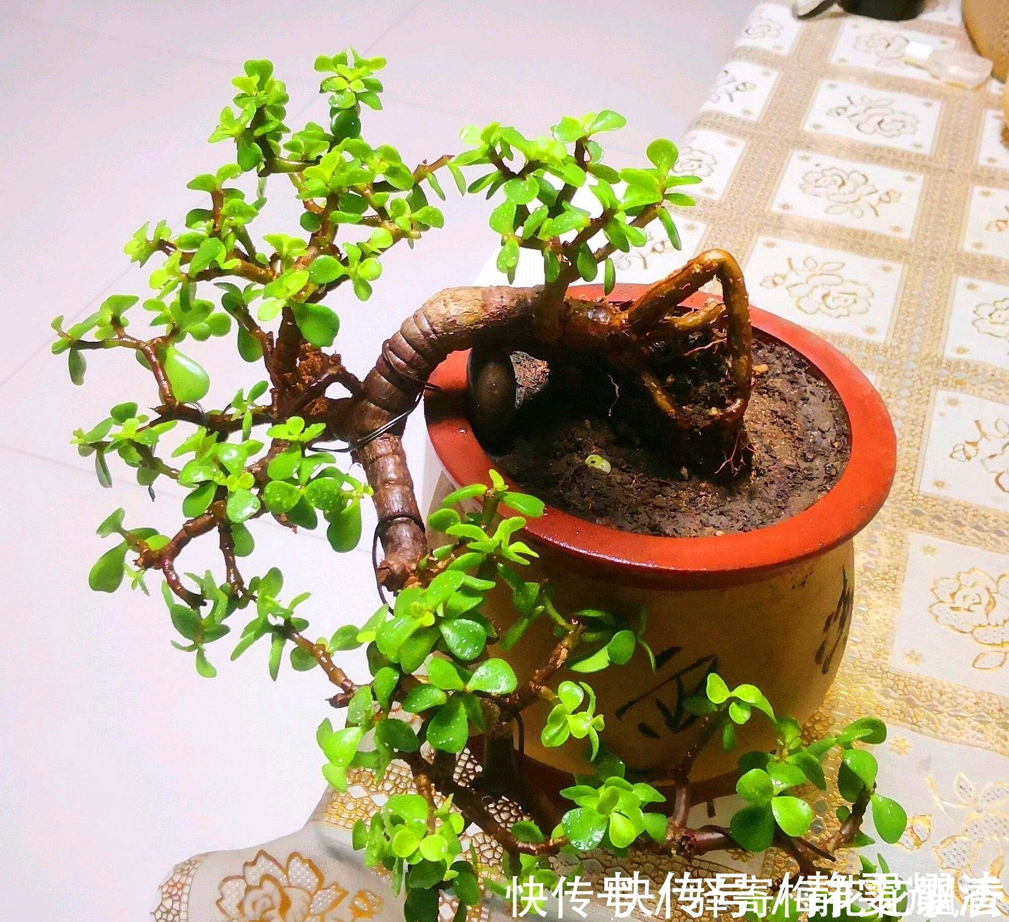 浇花|金枝玉叶盆栽浇水,注意4点,根不烂,长得快
