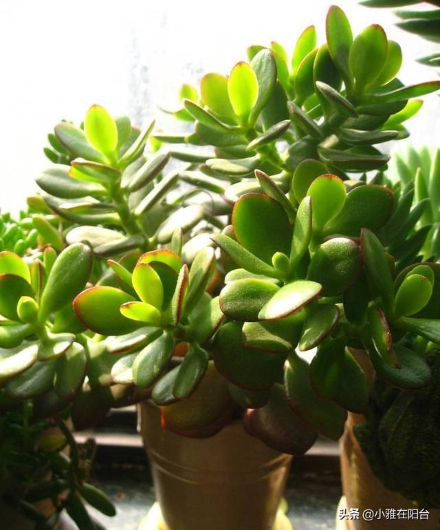 养玉树，只需要注意3个小技巧，一年就能疯长爆盆，越养价值越高