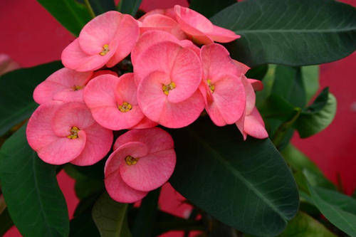 绿萝|4种花,不喜欢阳光,家中光照不足,照样枝繁叶茂,开花爆盆