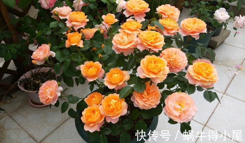 药剂|养月季，不用怕蚧壳虫、红蜘蛛、蚜虫，这么一处理问题全解决了